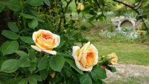 Rózsalugas - gyere el kerttúrára a Szérűskerti Arborétumba!